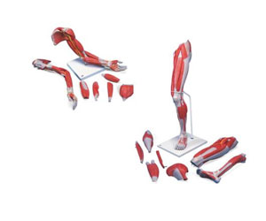 Anatomy-Set-Life-Sized-Muscled-Arm-&-Leg-Luxury