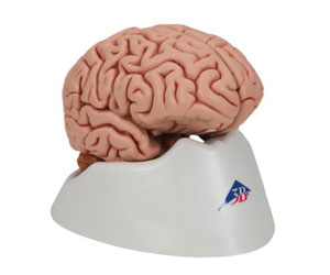 Classic-Human-Brain-Model,-5-part---3B-Smart-Anatomy