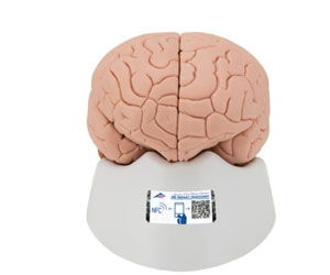 Human-Brain-Model,-2-part---3B-Smart-Anatomy