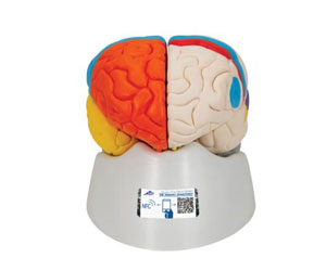 Human-Neuro-Anatomical-Brain-Model,-8-part---3B-Smart-Anatomy