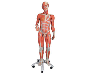 3/4 Life-Size Dual Sex Human Muscle Model on Metal Stand, 45-part - 3B Smart Anatomy