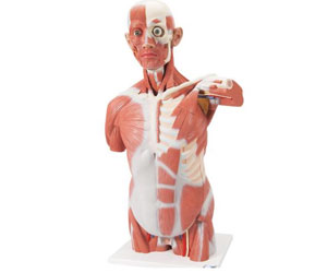 Life-Size-Human-Muscle-Torso-Model,-27-part---3B-Smart-Anatomy