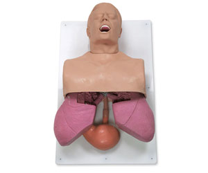 Adult Airway Management Trainer